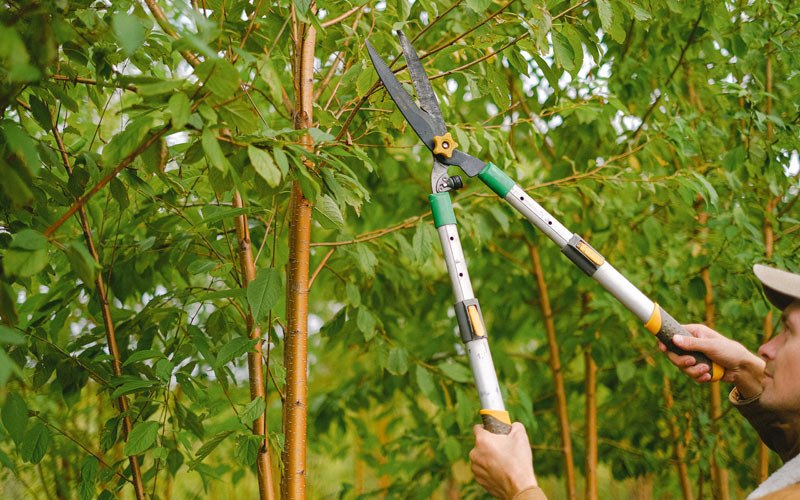 Tree trimming in Batavia, IL